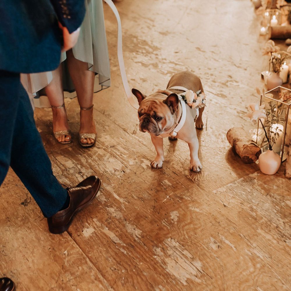French bulldog with flower dog wedding outfit stands in wedding aisle at industrial wedding