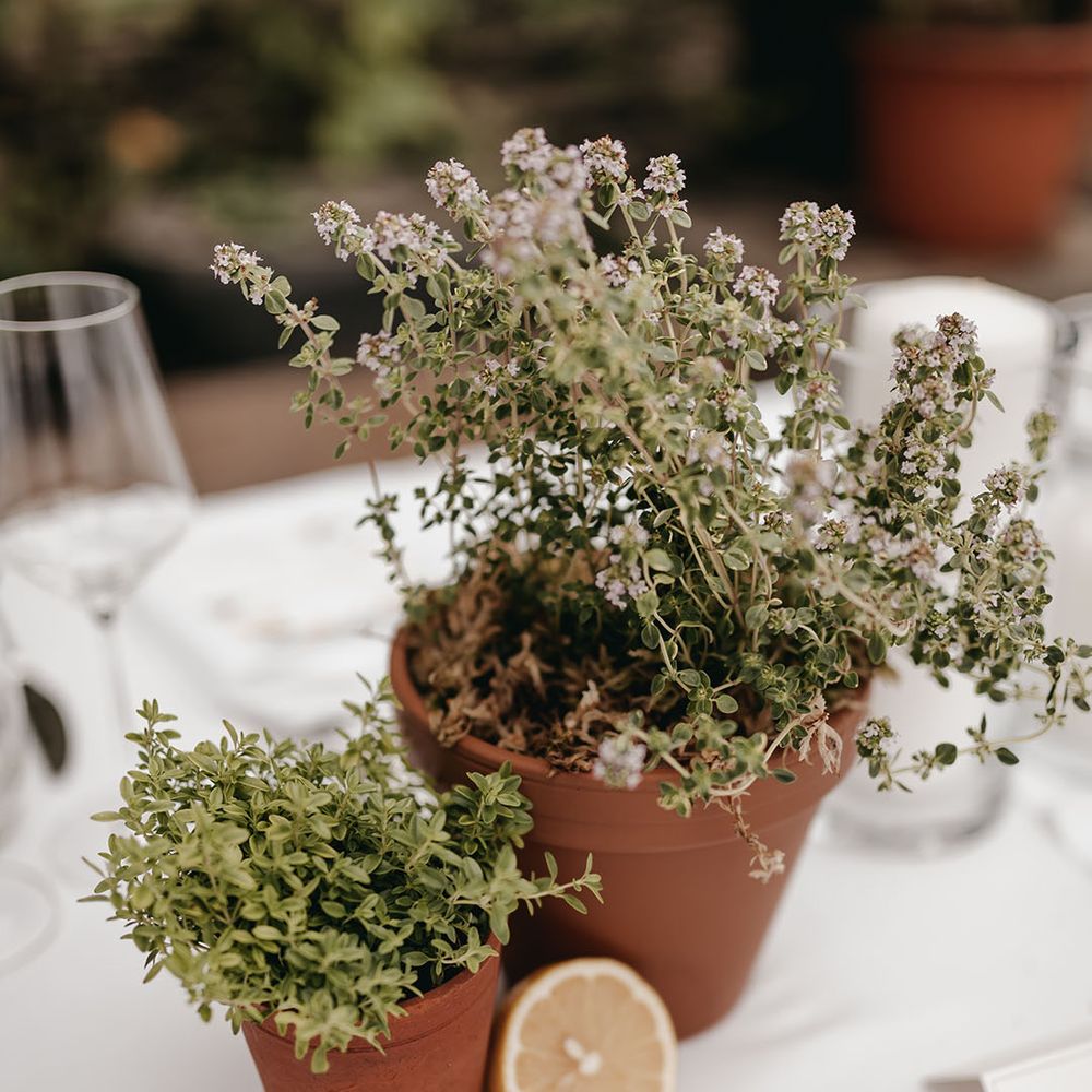 Plants in terracotta pots with lemon wedges decorating the wedding tables