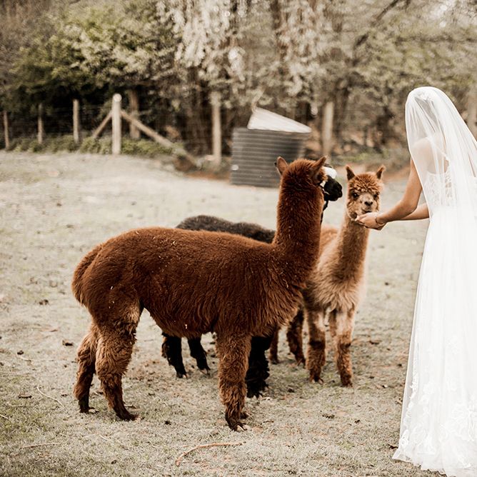 Bride in a lace wedding dress feeding alpacas at her farm wedding venue 