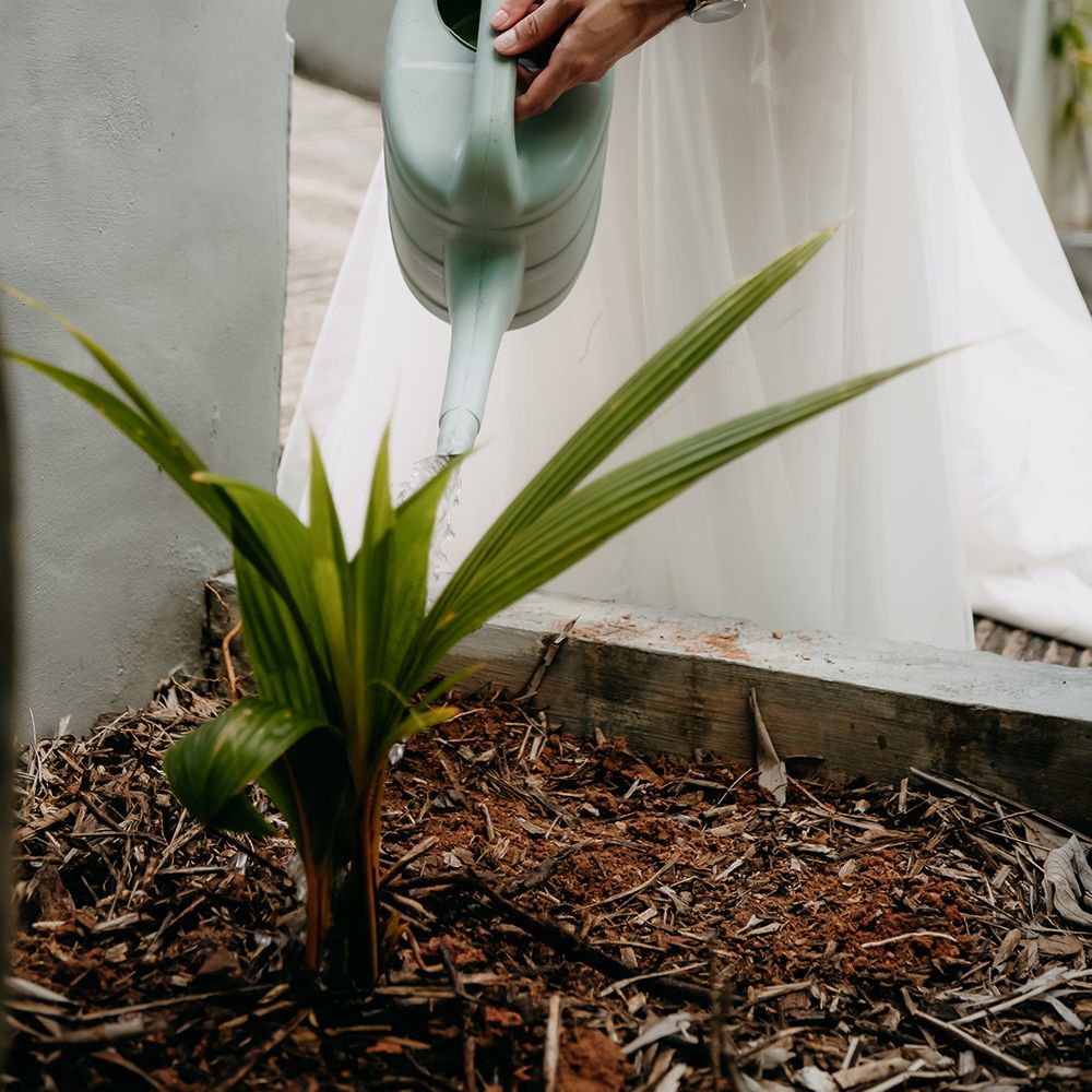 Bride and groom holding baby blue watering can, watering plant in Raffles hotel in Seychelles