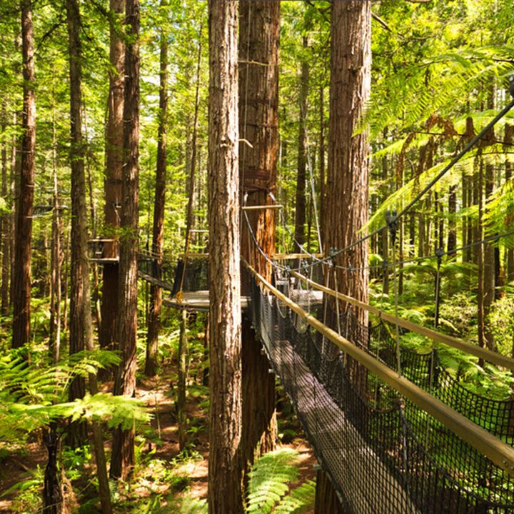 treewalk-new-zealand-unqiue-places-to-propose