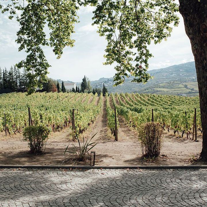 portugal vineyard wedding venue grapevine rows