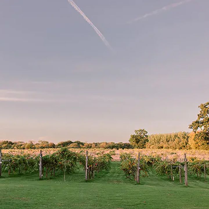 wickham estate vineyard wedding venue grapevines