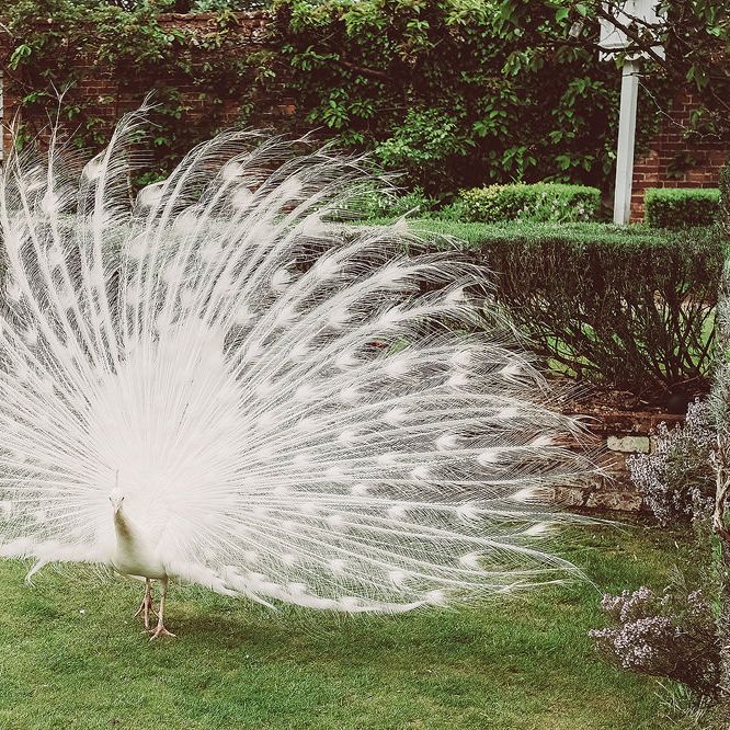 Image by <a href="https://www.lemonadepictures.co.uk" target="_blank">Lemonade Pictures</a>