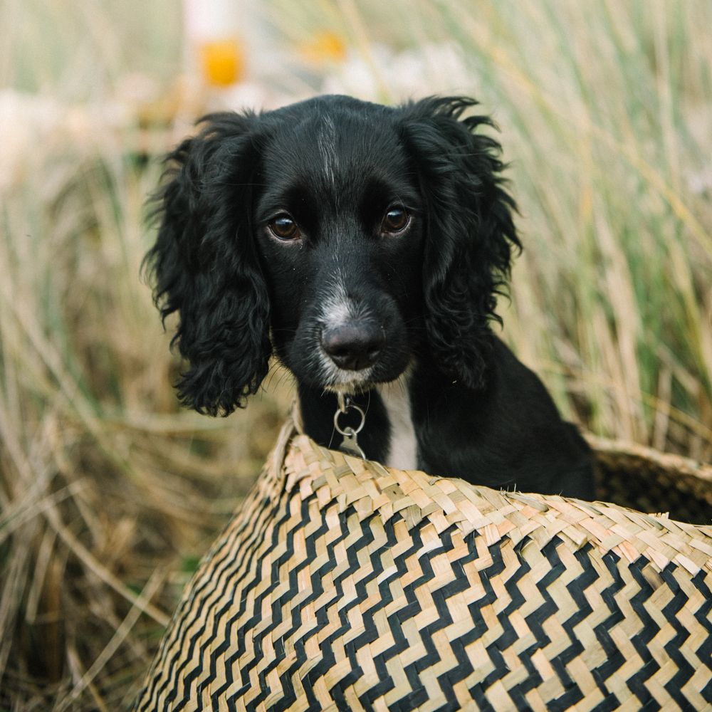 Puppy At Wedding
