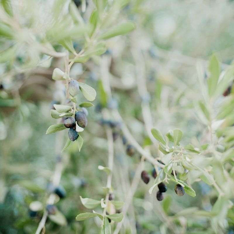 Masseria Moroseta Puglia Wedding Venue