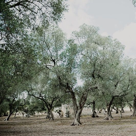 Masseria Moroseta Puglia Wedding Venue