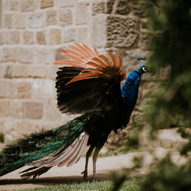 Peacock | Colourful Outdoor Wedding at Lineham Farm in Leeds | Shutter Go Click Photography