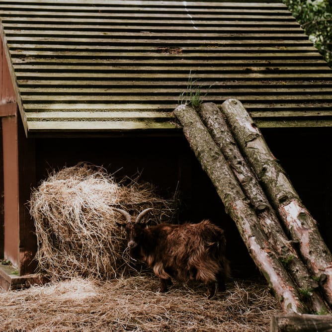 Farm Animals | Colourful Outdoor Wedding at Lineham Farm in Leeds | Shutter Go Click Photography