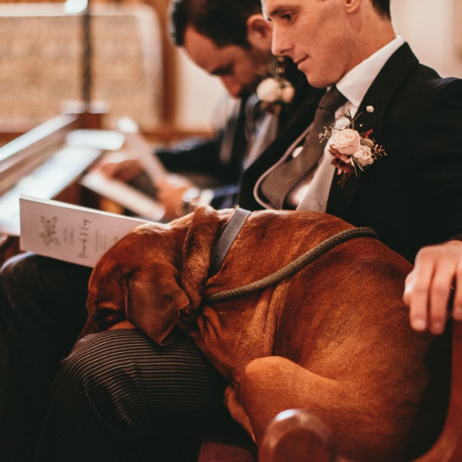 Dog At Wedding