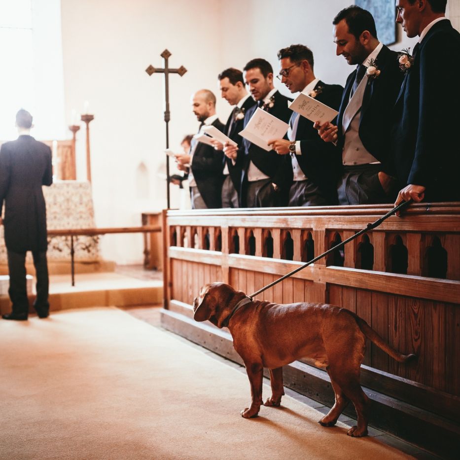 Dog At Wedding