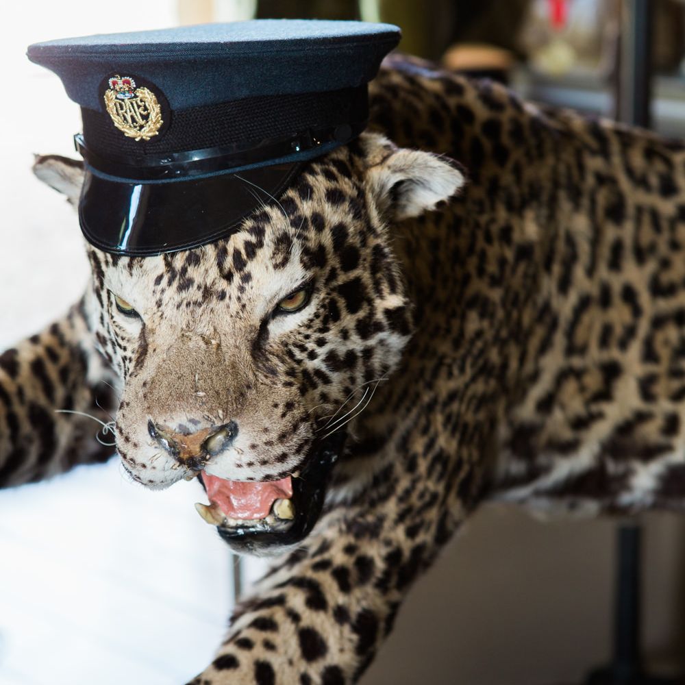 Leopard with Hat | Elegant Blush Pink & White Wedding at Aynhoe Park in Oxfordshire | Lucy Davenport Photography