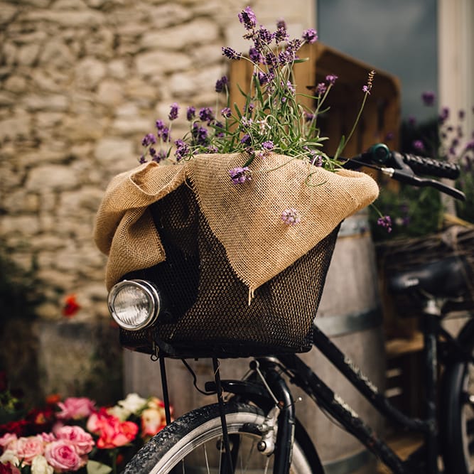 Vintage Bicycle Lavender Plants
