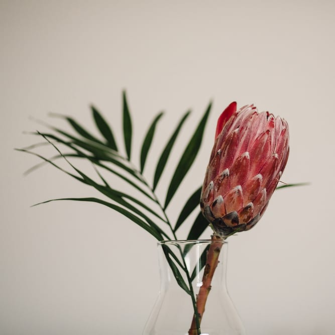 Single Stem Protea Flower Wedding Decor