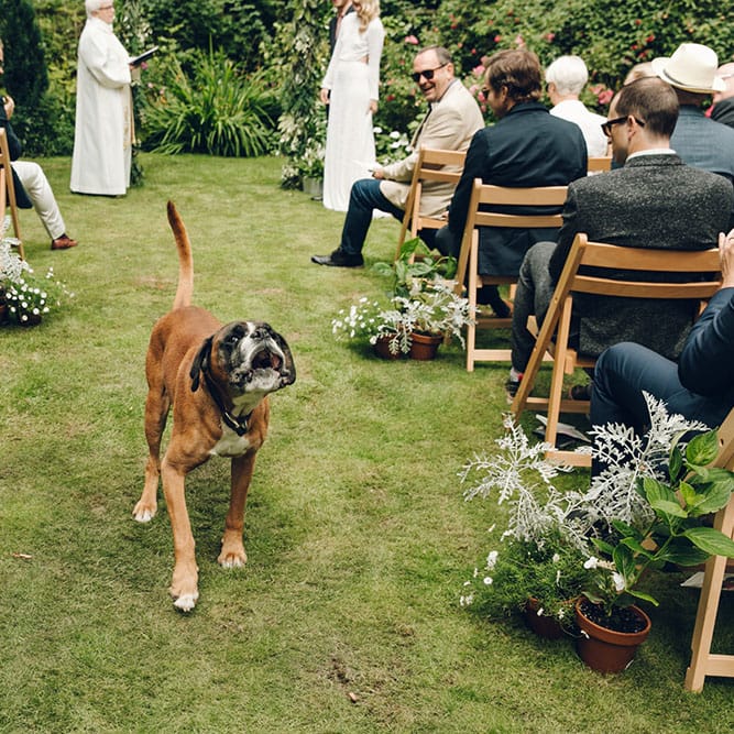 Dog at Wedding
