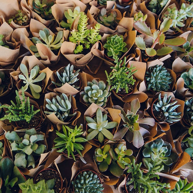 Succulent Wedding Favours by Swallows & Damsons
