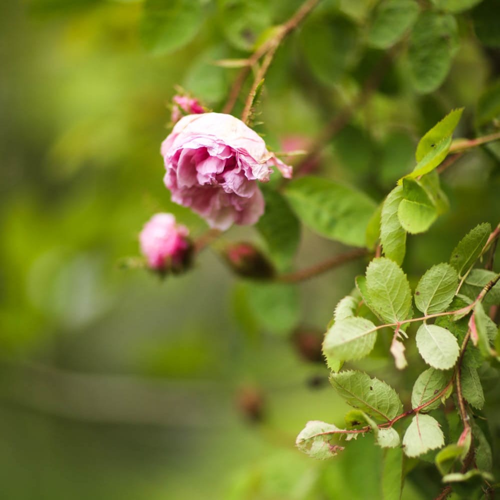 English Roses