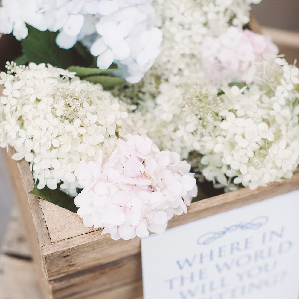 White Hydrangeas Wedding Flowers