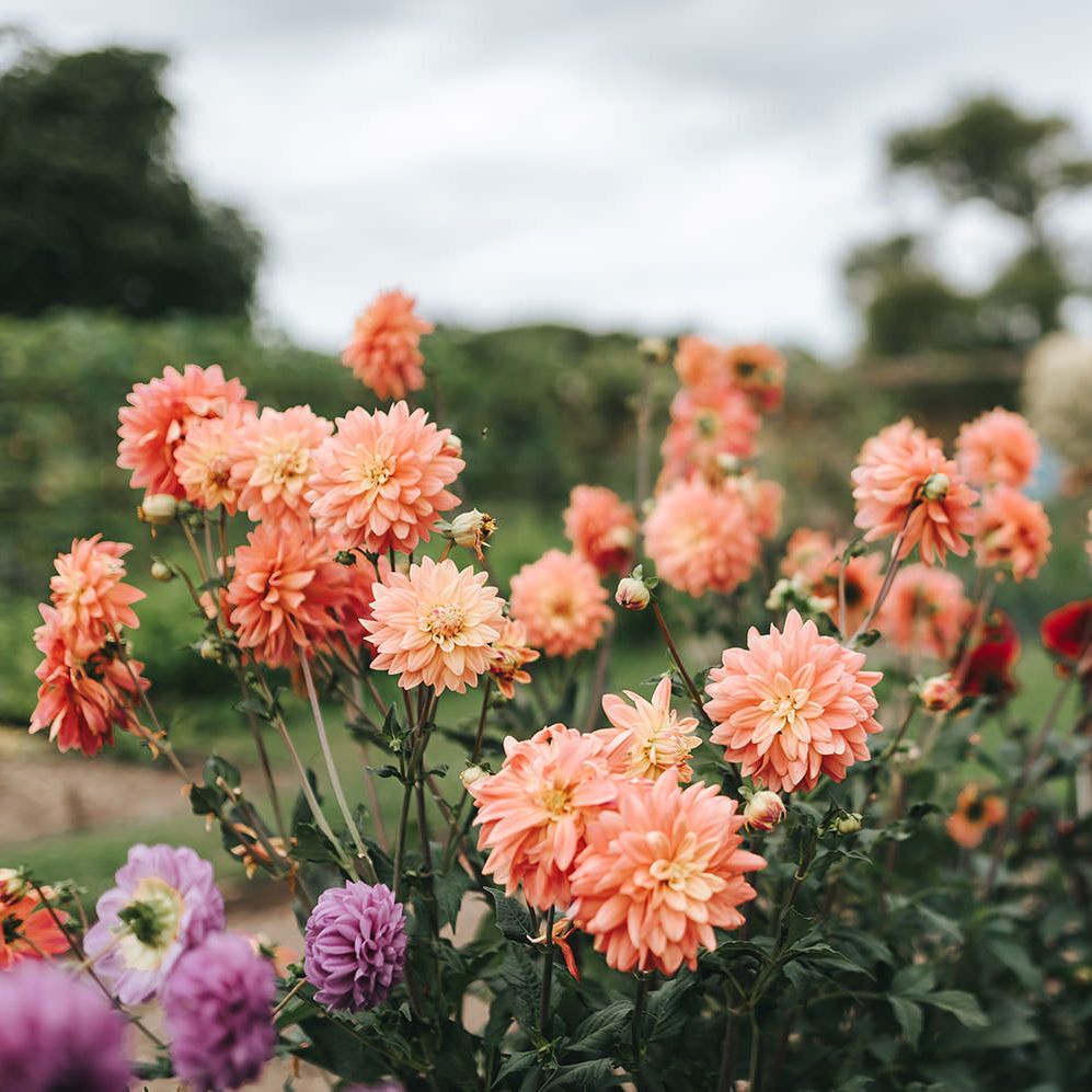 Country Garden Dahlia Flowers
