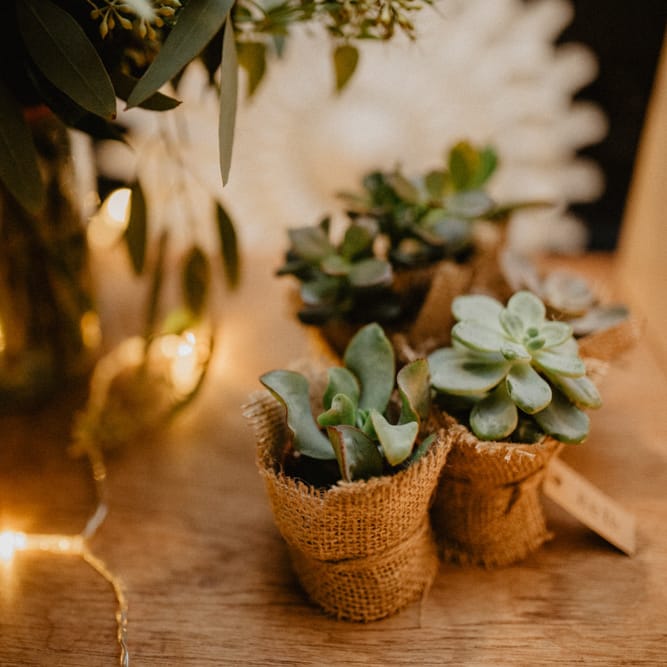 Succulent Wedding Favours