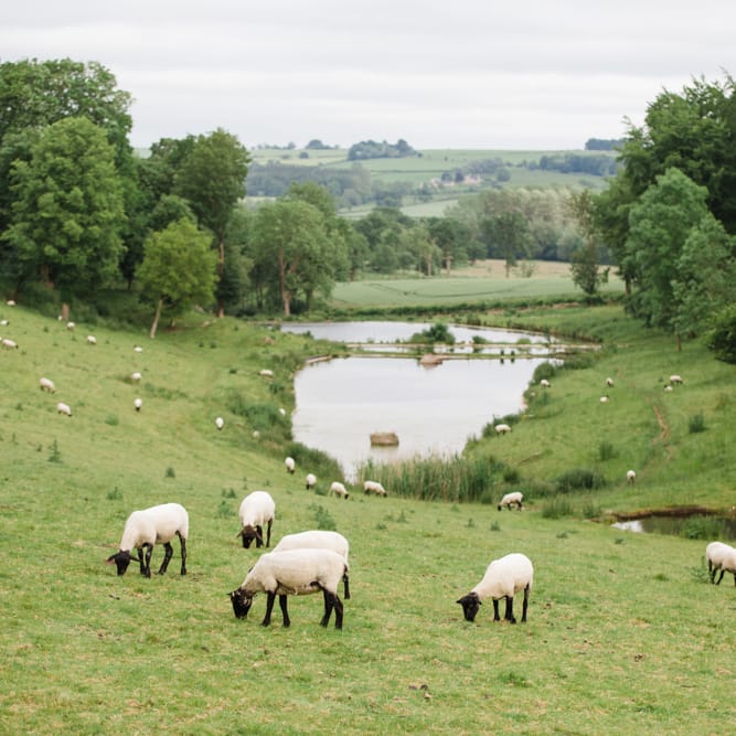 Sheep | Beautiful Classic Wedding at Cornwell Manor | Lucy Davenport Photography