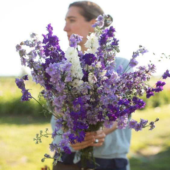 Image via <a href="https://www.floretflowers.com/shop/larkspur summer skies mix/" target="_blank">Floret</a>