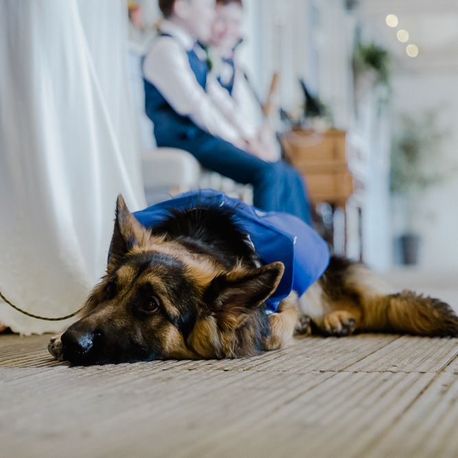 Pet Alsatian | Lusty Glaze Beach Wedding Newquay Cornwall | Alexa Poppe PhotographyLusty Glaze Beach Wedding Newquay Cornwall | Alexa Poppe Photography