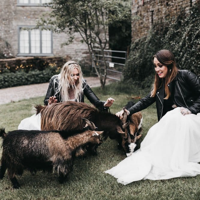 Brides petting the goats at The Drovers wedding venue