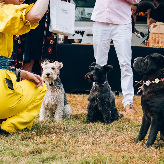 Dogs At Wedding // Images By Casey Avenue Photography