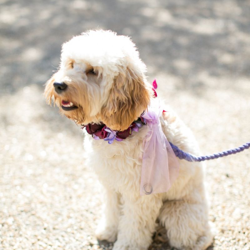 Cockapoo Ring Bearer Dog with Floral Collar