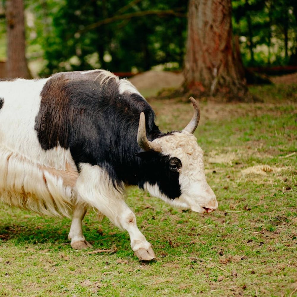 Animals on Mystique Ranch wedding venue in Washington, USA