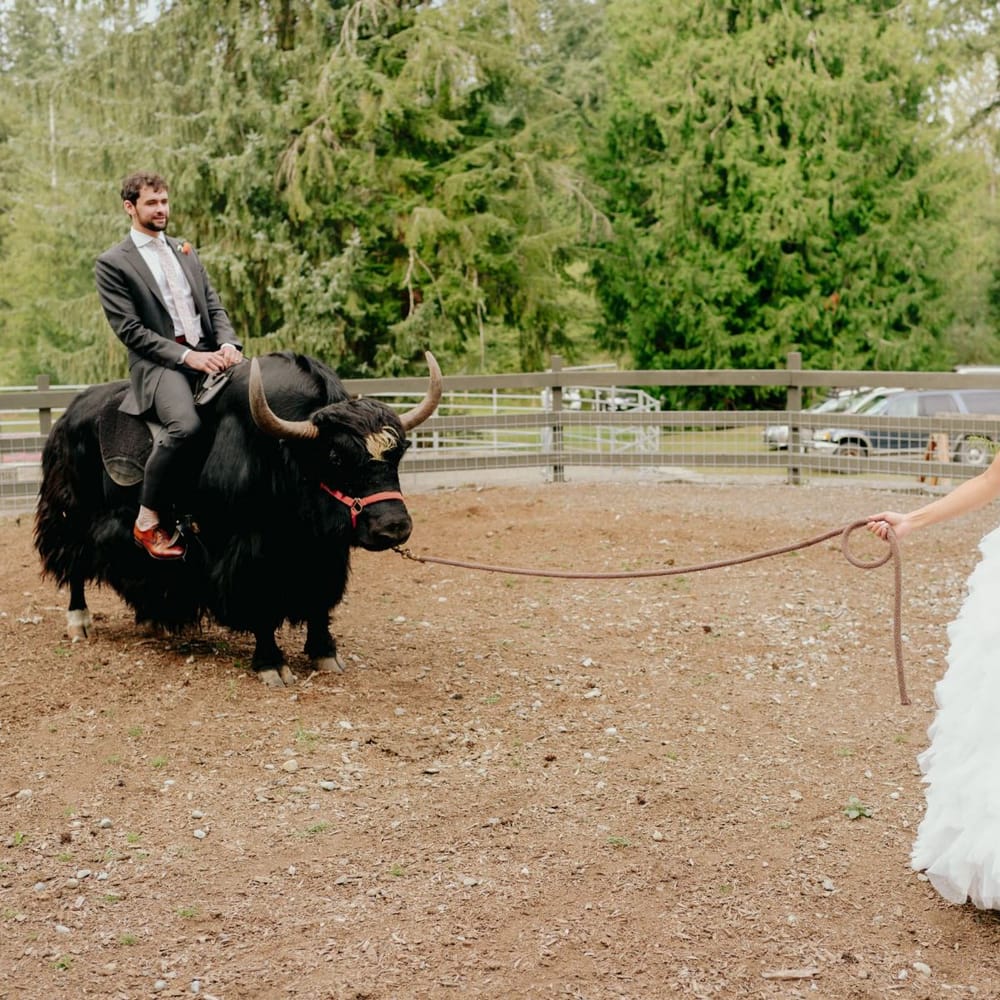 Groom riding a bull on a dance in the USA