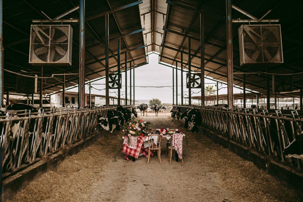 Golden Wedding Anniversary At A Cow Shed With Vow Renewal golden-wedding-anniversary-at-a-cow-shed-with-vow-renewal
