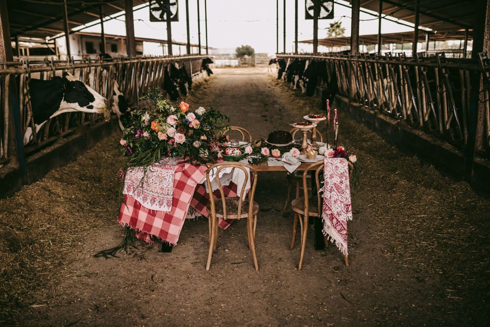 Golden Wedding Anniversary At A Cow Shed With Vow Renewal golden-wedding-anniversary-at-a-cow-shed-with-vow-renewal