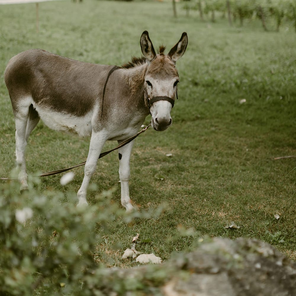 Donkey | Outdoor Boho Wedding at Chateau le Tour, France | Adam and Grace Photography | Head and Heart Films