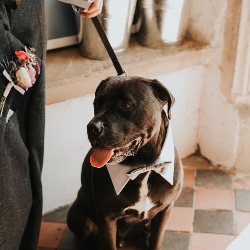 Pet dog as ring bearer