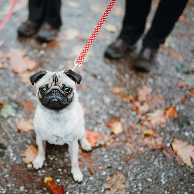 Pet Pugs Baxter and Bertie | Mariachi Band and Persian Rug Aisle for Autumn Wedding | Leah Lombardi Weddings