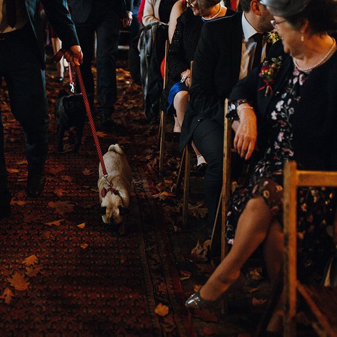 Pugs Walking Down Aisle | Persian Rugs and Autumn Leaves Lining Aisle | Rustic Wooden Chairs | Mariachi Band and Persian Rug Aisle for Autumn Wedding | Leah Lombardi Weddings