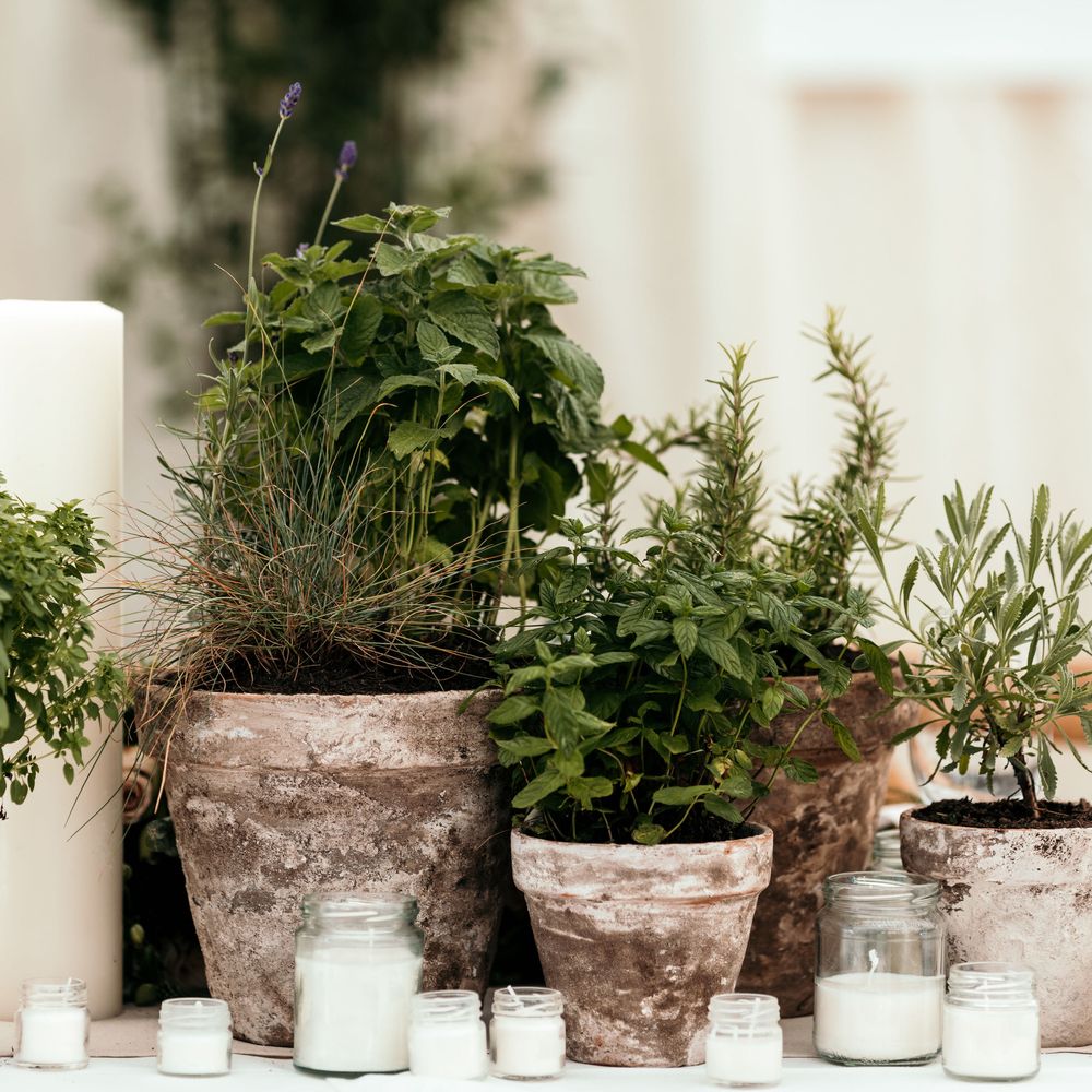 Potted Herb Centrepieces. Marquee in Jersey. Foliage Installations. Stationery by Quints of Jersey. Bride Wears Enzoani. Photography by Max Burnett
