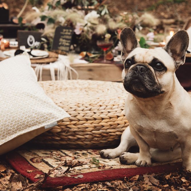 Pet Pug at Wedding Woodland Wedding Ceremony