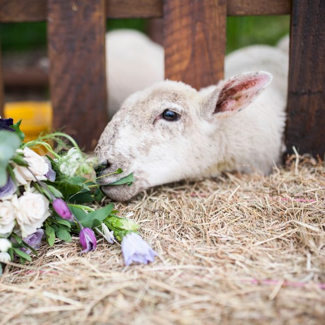 Farm Wedding // Sugar Loaf Barn Wedding // Pale Grey Off The Shoulder Bridesmaids Dresses Rewritten // Groom In Harris Tweed // Hog Roast Evening Buffet // Eleanor Jane Photography