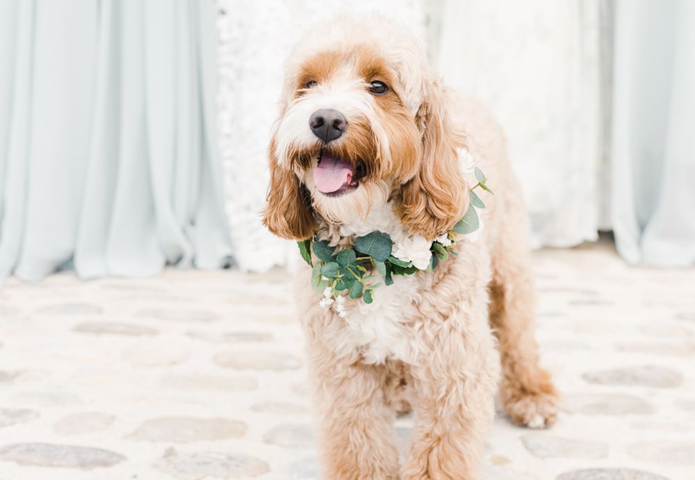 Dog Wedding Outfit Ideas Rock My Wedding Planning