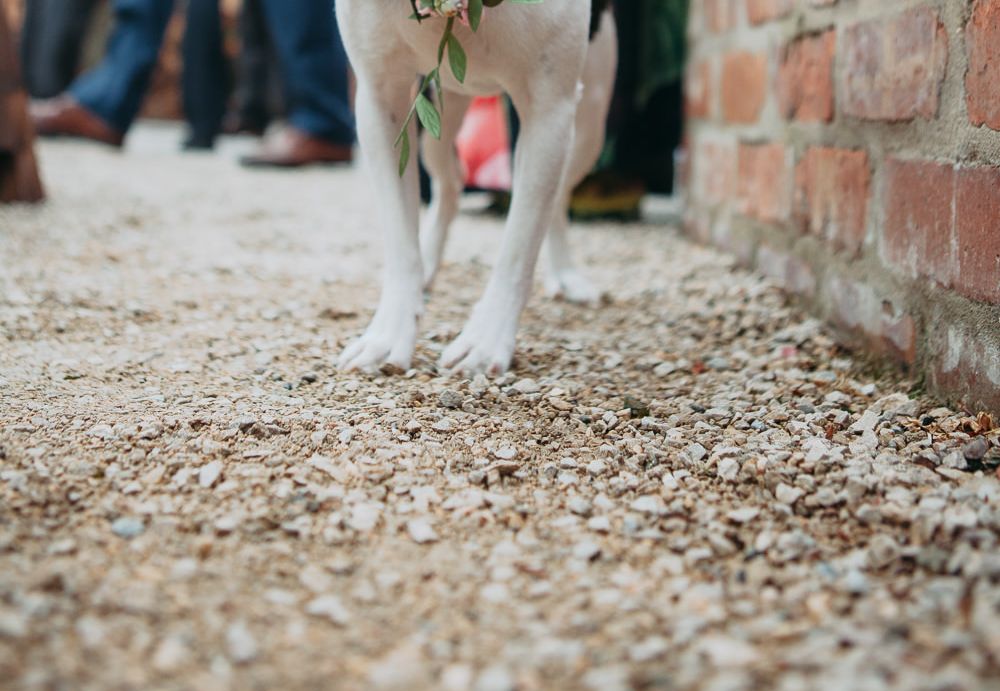 Dog Wedding Outfit Ideas Rock My Wedding Planning
