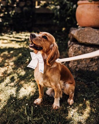 pet dog at dog friendly wedding venue with white bow collar 