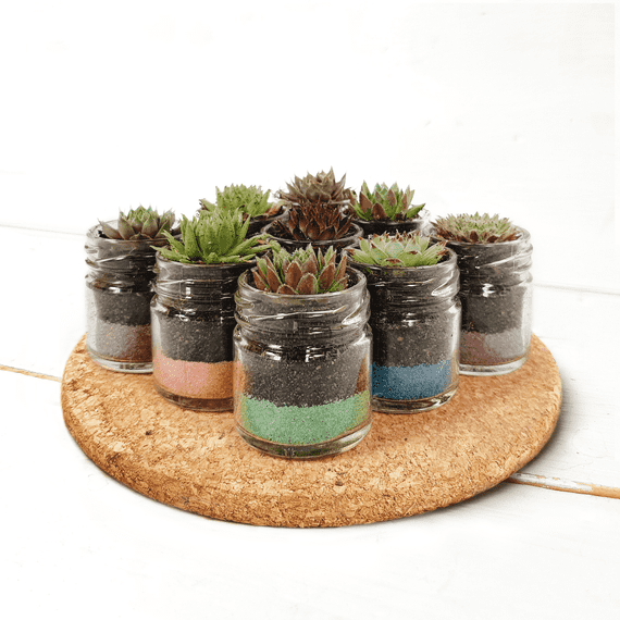 seedhouseplants coloured sand jars 4cm white board  cork matt listing backs optimized