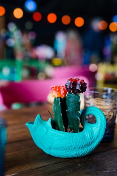 Ceramic vase with cactus plant