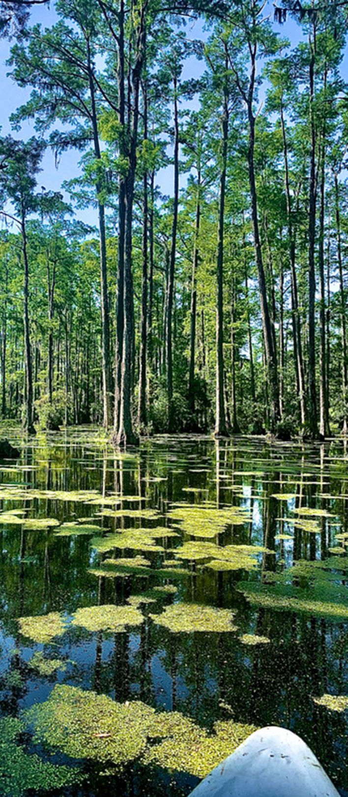 cypress-gardens-south-carolina-row-boat